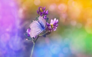 Violet butterfly on a colorful background