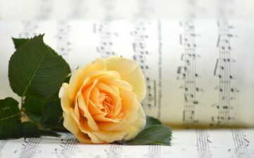 yellow rose on sheet music