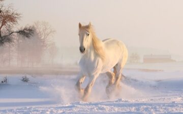 white horse in a winter wonderland