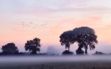 Sunrise in a field with trees.