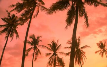 palm trees during a sunset